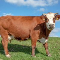 KURBANLIK BÜYÜKBAŞ 7 HİSSELİ 40-43KG ARASI KEMİKLİ ET-2